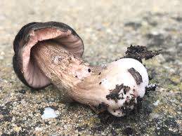 Attēlu rezultāti vaicājumam “Pluteus umbrosus”