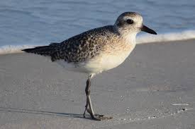 Attēlu rezultāti vaicājumam “Pluvialis squatarola”