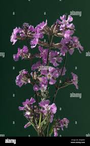 Image result for Pechnelke