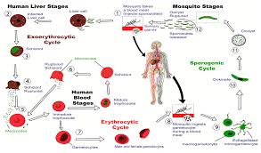 Attēlu rezultāti vaicājumam “Enteridium olivaceum plasmodium”