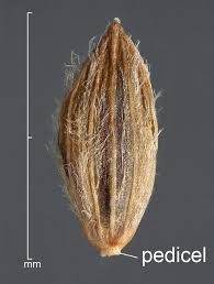 Attēlu rezultāti vaicājumam “Digitaria ischaemum”