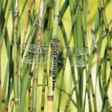 Attēlu rezultāti vaicājumam “Aeshna juncea”