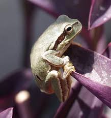 Attēlu rezultāti vaicājumam “Hyla arborea adult”