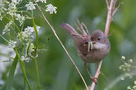 Attēlu rezultāti vaicājumam “Sylvia communis adult”