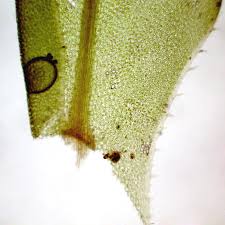 Attēlu rezultāti vaicājumam “Plagiomnium medium”