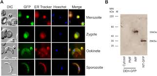 Attēlu rezultāti vaicājumam “Diachea muscorum plasmodium”