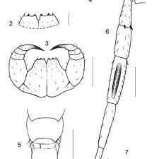 Attēlu rezultāti vaicājumam “Melandrya dubia”
