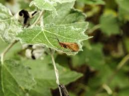 Attēlu rezultāti vaicājumam “Chaetopteryx villosa”