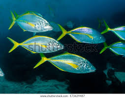 Image result for Pseudocaranx dentex