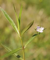 Attēlu rezultāti vaicājumam “Veronica scutellata flower”