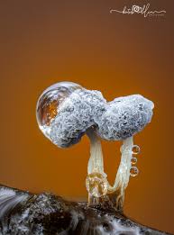 Attēlu rezultāti vaicājumam “Didymium clavus spores”