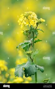 Attēlu rezultāti vaicājumam “Sinapis arvensis flower”