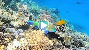 Image result for Scarus ferrugineus