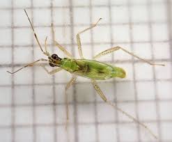 Attēlu rezultāti vaicājumam “Dicyphus sp.”