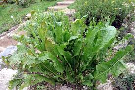 Attēlu rezultāti vaicājumam “Armoracia rusticana”