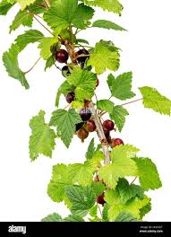 Attēlu rezultāti vaicājumam “Ribes nigrum leaf”