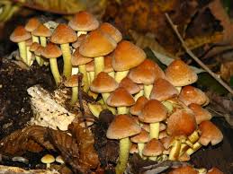 Attēlu rezultāti vaicājumam “Hypholoma lateritium”