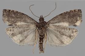 Attēlu rezultāti vaicājumam “Epinotia trigonella”