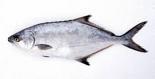 Image result for Lichia amia