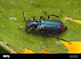 Attēlu rezultāti vaicājumam “Malachius bipustulatus”