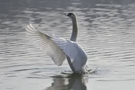 Attēlu rezultāti vaicājumam “Cygnus olor”