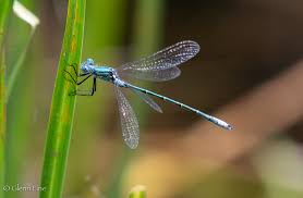 Attēlu rezultāti vaicājumam “Lestes dryas male”
