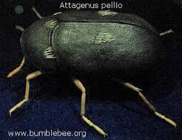 Attēlu rezultāti vaicājumam “Attagenus pellio”