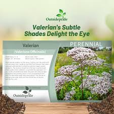 Image result for Valeriana officinalis