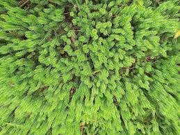 Attēlu rezultāti vaicājumam “Hypnum cupressiforme”