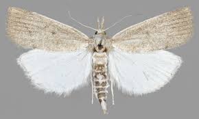 Attēlu rezultāti vaicājumam “Calamotropha paludella”