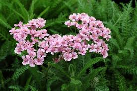Attēlu rezultāti vaicājumam “Achillea millefolium flower”