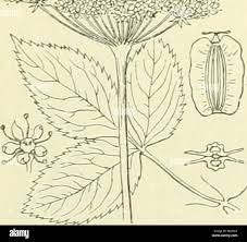 Attēlu rezultāti vaicājumam “Selinum carvifolia leaf”