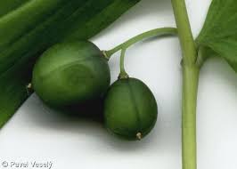 Attēlu rezultāti vaicājumam “Polygonatum multiflorum  fruit”