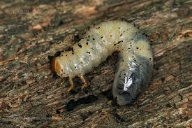 Attēlu rezultāti vaicājumam “Gnorimus variabilis”