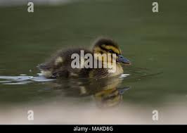 Attēlu rezultāti vaicājumam “Anas platyrhynchos juvenile”