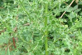 Attēlu rezultāti vaicājumam “Cirsium x rigens”