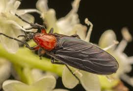 Attēlu rezultāti vaicājumam “Bibionidae”