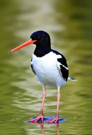 Attēlu rezultāti vaicājumam “Haematopus ostralegus”
