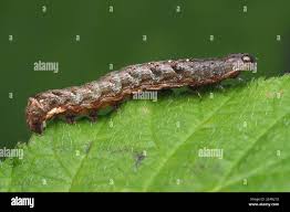 Attēlu rezultāti vaicājumam “Axylia putris”