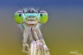 Attēlu rezultāti vaicājumam “Ischnura pumilio”