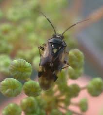 Attēlu rezultāti vaicājumam “Orthops basalis”