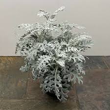 Image result for Cineraria maritima