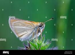 Attēlu rezultāti vaicājumam “Thymelicus lineola underside”