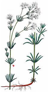 Attēlu rezultāti vaicājumam “Galium elongatum leaf”