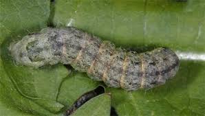 Attēlu rezultāti vaicājumam “Mamestra brassicae pupa”