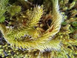 Attēlu rezultāti vaicājumam “Lycopodium dubium”