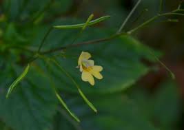 Attēlu rezultāti vaicājumam “Impatiens parviflora”