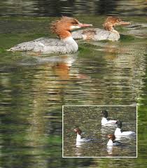 Attēlu rezultāti vaicājumam “Mergus merganser female”
