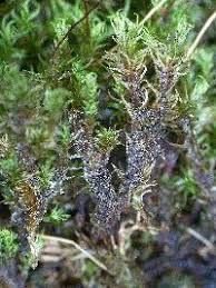 Attēlu rezultāti vaicājumam “Dicranum spurium”