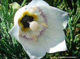 Image result for Tanacetum parthenium 'Tetraweiss'